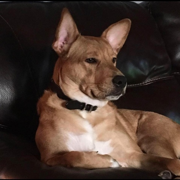 Meet your Posher, Tara - Picture 1 of 1